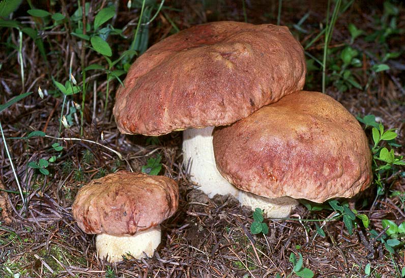 Boletus rex-veris